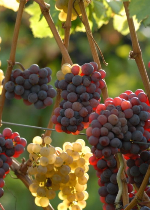 Farbmutation roter zu weissem Riesling ANT 1469